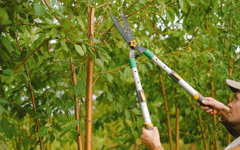Tree trimming in Rosepine, LA